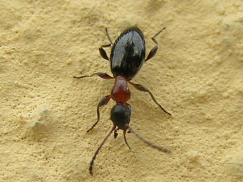 Anthicidae, Anthelephila pedestris